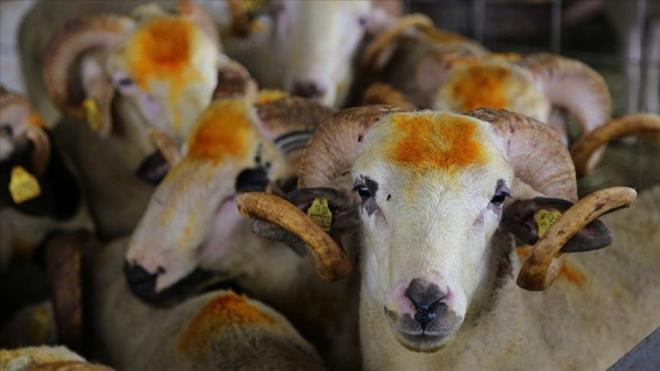 KMLER KURBAN KESMEKLE YKMLDR?    Kurban kesmek, akl sal yerinde, blua ermi, temel ihtiyalar ve borlarndan baka nisap miktar mala sahip olup seferi olmayan her Mslmann yerine getirmekle ykml olduu mal bir ibadettir. Bu maln artc (nm) olup olmadna ve zerinden bir yl geip gemediine baklmaz. Buna gre yukarda zikredilen artlar tayp, temel ihtiyalarndan ve borcundan baka 80,18 gr. altn veya deerinde para ya da eyaya sahip olan kimselerin kurban kesmesi gerekir.