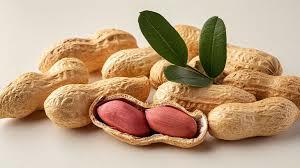 YER FISTIININ FAYDALARI<p>    Yer fst beyne giden kan akn hzlandrr. Bu da fel riskini azaltmaya yardmc olur.<br>    Hafzay iyiletirir.<br>    Bilgiyi alma, yantlama, ileme gibi bilisel yetenekleri gelitirir.