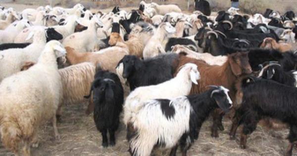 yi bir kurban arkadan bakldnda kare, gen eklinde deil, kp eklinde grnmelidir. Kare ve gen eklinde grlen hayvanlar genelde zayf ve salksz hayvanlardr. Hayvann vcut arlnn yzde 20'si kemiktir. Zayf hayvan kemikten ibarettir.