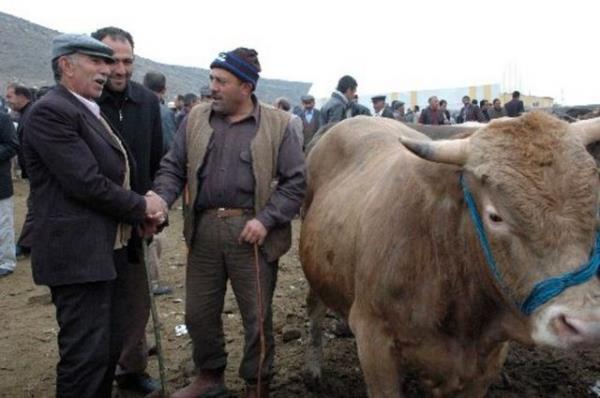 Hayvann kuyruu ne uzun ne de ksa olmal.