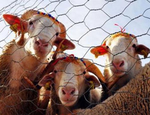 Topallk gibi fiziki bir sakatl olmamal.