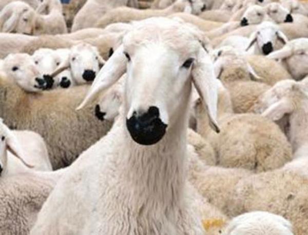 Dii kurbanlklarn memeleri atlak ve kzark olmamal. Bu tr durumlar enfeksiyon olduunu gsterir.