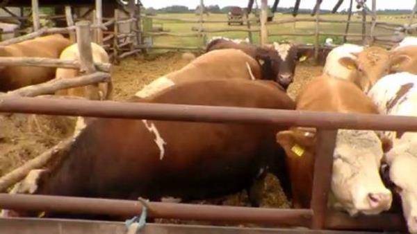 Niyet ettikten sonra, ayrca oluk ocuk ok et yesin diye semiz koyun almay niyetine kartrmamal, semiz alrken sadece sevabn dnmeli.