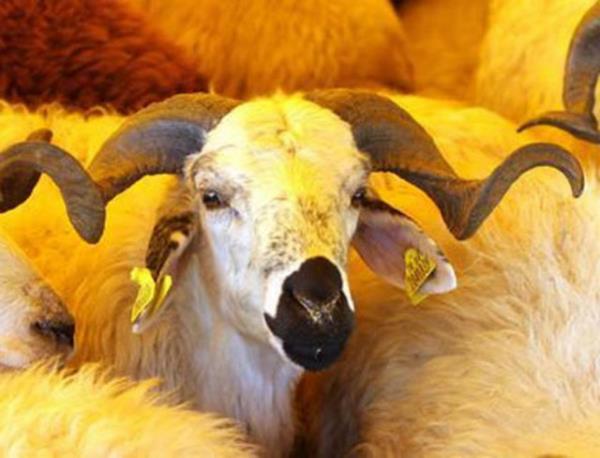  parazit ihtimaline kar bir kez parazit giderici ila kullanlmal.