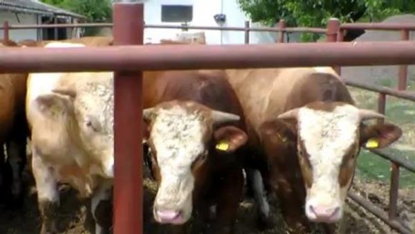 Herkes, besledii kendi hayvann kurban edebilir.