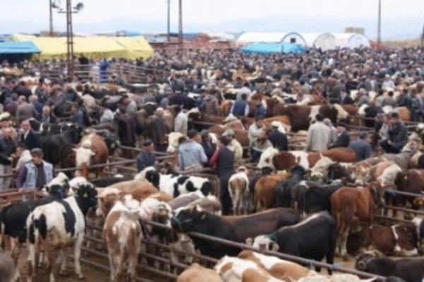 Enfeksiyon geiren hayvann tyleri de birbirine karr. Tyleri dz ve parlak olan hayvanlar tercih edilmeli.