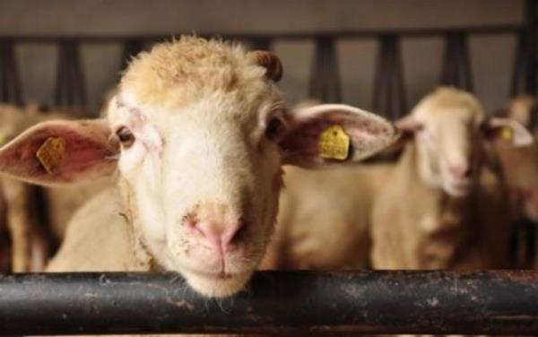 Eit para verip, 3 kii, 3 koyun alsa, kesmeden nce, diye paylamak caizdir.