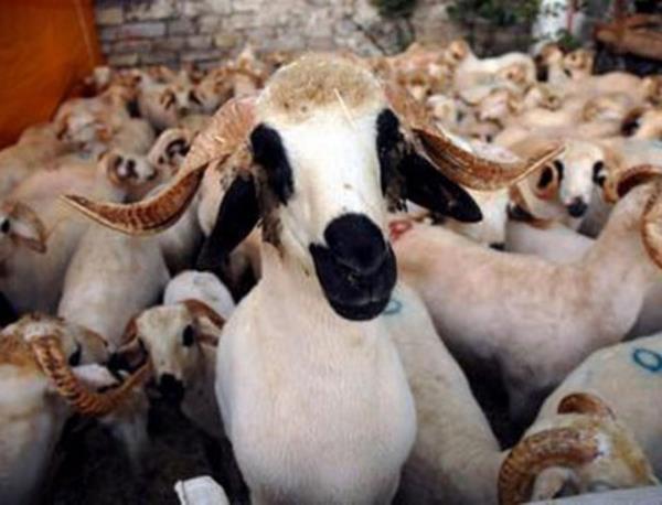 Koyun ve inek dii hayvan kesilecekse mutlaka gebe olup olmadna baklmal, gebe hayvanlar kurban edilmemeli.