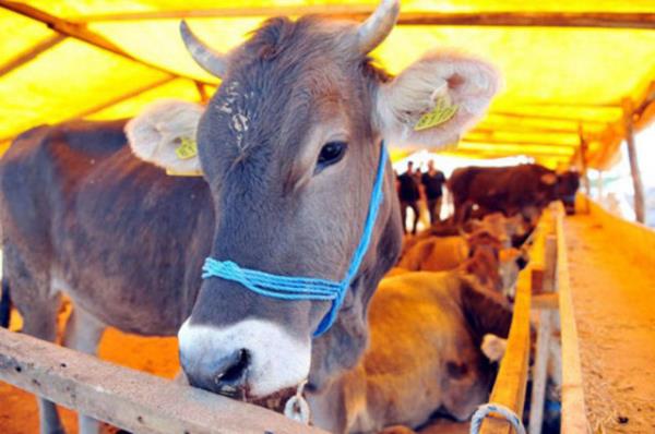 Ko, koyun ve keinin bir, sr ve manda cinsinden hayvanlarn iki, devenin de be yan doldurmu olmas gerekir.