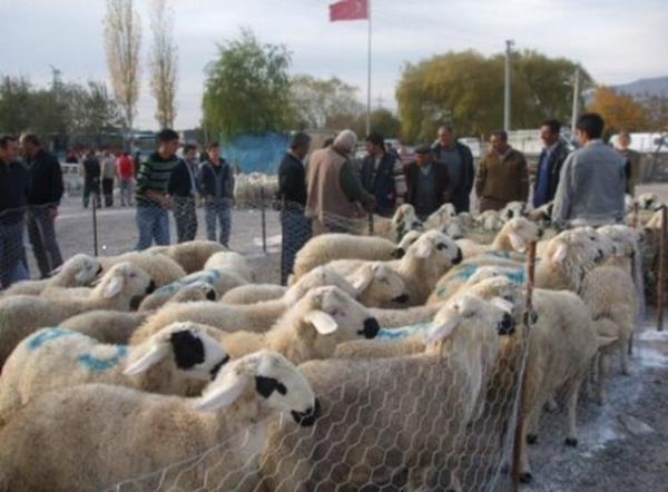 Kurbanlk hayvann burnunun merme (st) ksm kuru ve atlak olmamal. Nemli ve parlak olmal.