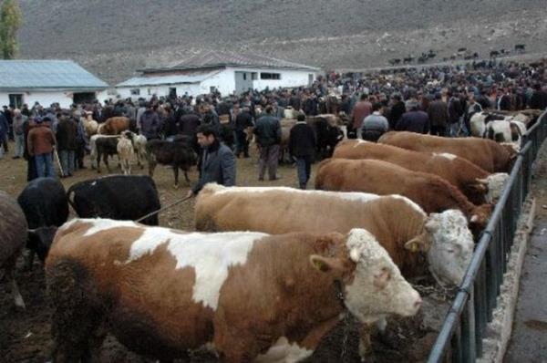 <b>Peki Kurban alrken dinen nelere dikkat etmeliyiz?</b>