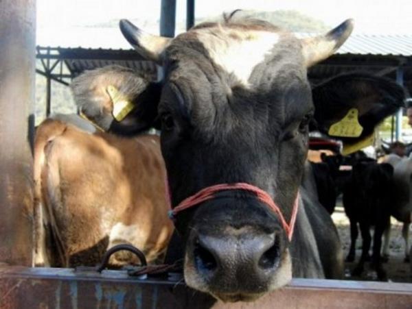 Kurban veresiye veya kredi kartyla almak caizdir. Faizli kredi ile almak caiz olmaz.