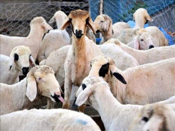 Kurban pazarlarna akn eden vatandalar kurbanlklarn seerken nelere dikkat etmeli? te uzmanlardan kurban uyarlar