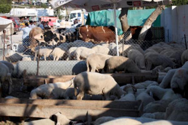 Dii hayvan kesilmemesi, hayvan varlnn devamn salayacaktr.