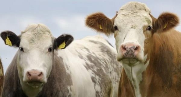 Kurban alan, niyetini deitirip, akika veya adak olarak kesebilir.