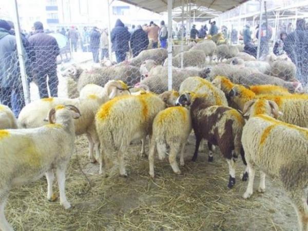 ki kiinin kurban karrsa, her birinin kendinin sanarak kestii, kendi kurban olur.