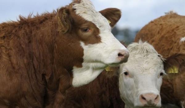 Bakasnn hayvann ondan habersiz, onun iin kurban etmek caizdir.