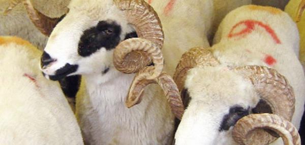 ki kurbanlktan biri dierini ldrmse, sahibine detilemez.