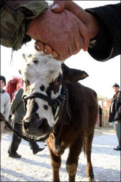 Kurban satn alrken, (Bayram gn kesmesi vacib olan kurban almaya) diye niyet etmeli.