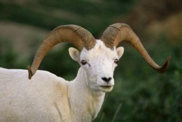 Borcu olmayan fakir, kurban keserse, ok sevap olur. Borcu varsa, nce borcunu vermelidir; nk bor demek farzdr.