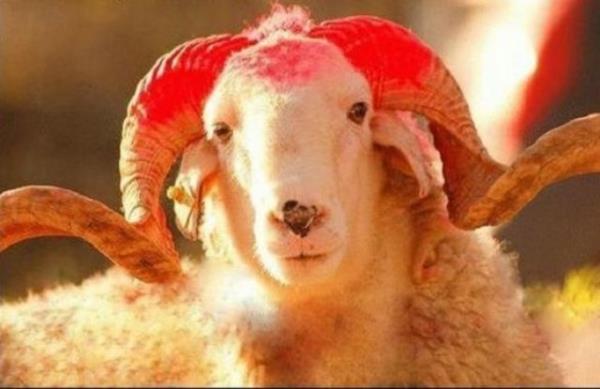 Gzleri mat renginde olmamal parlak olmal. Mat renkli gzler hayvann gzlerinde bir enfeksiyon olduuna iarettir.