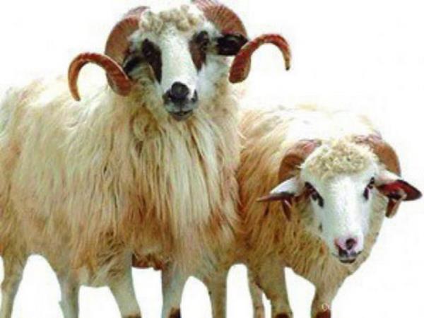 Zenginin kurban bayramdan nce dourursa, yavrusunu kesmesi gerekmez.