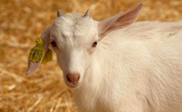 Bakasnn koyununu gasp eden, alan, kymetini sonradan derse, kurban etmesi caiz olur, nk, kymeti denince, gasp ettii zaman mlk olur.