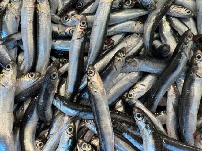 Bykehir Belediyesi Bandrma Balk Hali'nde balk Sezgin Acar, havalarn soumasyla birlikte baz balk trlerinin azaldn belirterek, "u anda hamsi, istavrit, upra ve levrek satyoruz. Hamsi Marmara'dan az kyor, daha ok Karadeniz'den geliyor. Fiyatlar ykseldi, u anda hamsinin kilosu 400 TL, istavrit ise en uygun fiyatl balk olarak 200 TL'den satlyor. eit azalsa da taze balk bulmak mmkn" eklinde konutu.