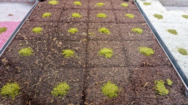 Glla, Osmanl mutfandan gnmze kadar ulaan, zellikle Ramazan aynda tercih edilen hafif ve stl bir tatldr. Glla yapraklar olarak bilinen ince niastal yufkalarn st ve ekerle slatlmasyla hazrlanr. Genellikle ceviz iiyle zenginletirilir ve zeri nar taneleriyle sslenerek servis edilir. Hafif ve ferahlatc bir tatl olduu iin iftar sofralarnda ska yer alr.