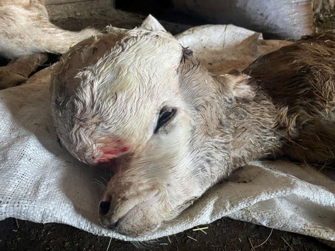 Glba kynde Erdal Yoku'a ait inek, sezaryenle, birisi kafatasnda anomali bulunan iki buza dnyaya getirdi.    Kafa yapsnn bozuk olmas nedeniyle annesinden beslenemeyen buzaya biberonla st verilmeye allyor.    Besici Erdal Yoku, AA muhabirine, normal bekledikleri doumun gereklememesi zerine veteriner hekim ardklarn syledi.