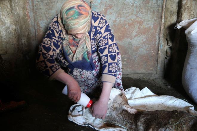 "Hem ikiz hem de salksz dana ilk defa grdk"    Akrabasna yardma gelen Glabi Karsl ise ilk defa byle bir olayla karlatklarn belirterek, "nee mdahale ettik, baaramadk. Salksz buzann kafatasnda anormallik var, o anda ben de ardm. Daha nce bamza byle bir durum gelmedi. Hem ikiz hem de salksz dana ilk defa grdk." ifadelerini kulland.