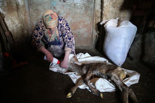 Olayn aknl iinde olduunu dile getiren Yoku, "Gece 3'te sahura kalktm ve sonra ahra geldim, baktm inek doum zerindeydi. Bir sre bekledim, buzann 3 aya birden geldi. Komum geldi bakt, 'nek ikiz douruyor.' dedi ve veteriner hekimi ardk. Veteriner hekim ameliyatla ikiz buzay kard, biri salkl, biri salksz geldi." dedi.