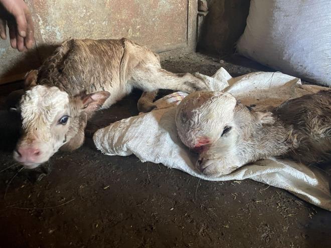 Kars Veteriner Hekimleri Odas Bakan Ercan dl de buzalardan birinde "hidrosefali" ad verilen doumsal anormallik grldn anlatarak, "Buzann beyninde ar sv birikmesi, kafatasnn iinde su toplanmas sonucunda ban n taraf kubbelemi, ba ne doru bymtr. ounlukla hidrosefalik buzalar l doar. Nadiren canl dosa bile, zayf, emme refleksi olmayan, kr ve titreyen buza ksa srede lr." diye konutu.
