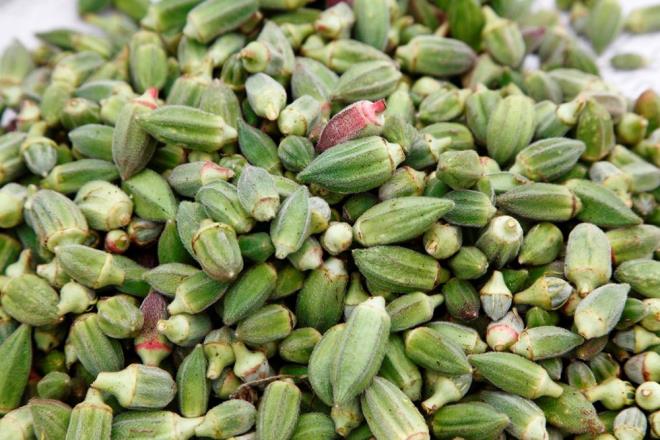 ZARARI VAR MI?    Baz kiilerde yksek lif ierii nedeniyle ikinlik veya gaz grlebilir. Nadirdir ancak bamya alerjisi olan kiilerde mmkndr. Diyabet ilac kullanyorsanz, bamya suyunu gnlk olarak tketmeden nce doktorunuza dann. Bu makale sadece genel bilgi verme amacyla yazlmtr ve doktor tavsiyesi olarak ele alnmamas gerekir. Herhangi bir salk problemi yaamamak ve salkl kilo vermek iin mutlaka bir uzmana dann.