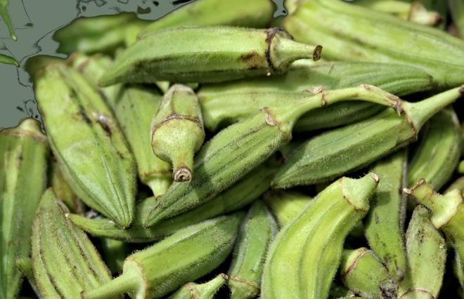 Bamya, sindirime yardmc olan, kan ekeri seviyelerini dzenleyen ve metabolizmay destekleyen lif, antioksidan, vitamin ve minerallerle doludur.    100 gr bamya sadece yaklak 33 kalori ierir ve bu da onu kilo verme diyetine ideal dk kalorili bir katk yapar. Bamya, daha uzun sre tok kalmanza yardmc olan ve ar yemeyi azaltan mkemmel bir znr lif kaynadr.