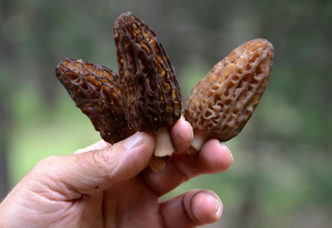 Bu mantar, odunsu malzemelerle beslenen bir parazit mantardr. Aalarn kklerinde veya dalnda, rm veya zayf dm bitki materyallerinde geliebilir.