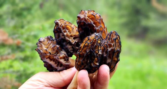 Kuzu gbei mantarlarnn yetiebilecei dier yerler arasnda ormanlardaki nemli, karanlk blgeler ve orman kenarlar yer alabilir. Ayrca, kuzu gbei mantar baz tarm alanlarnda, zellikle meyve aalaryla birlikte bulunan yerlerde de grlebilir.