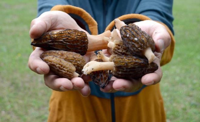 Kuzu gbei mantar (Armillaria mellea), genellikle ormanlk alanlarda, zellikle am ve mee gibi aa trlerinin bulunduu yerlerde yetiir.