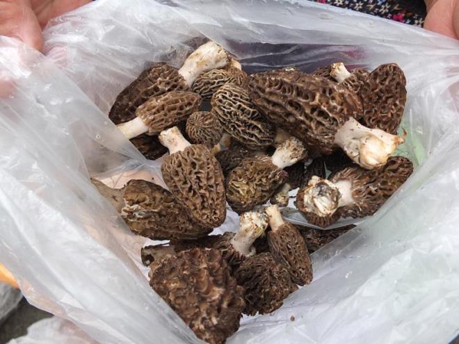 Bu mantar tr, scaklk ve nem orannn yksek olduu yerlerde daha iyi geliir, bu yzden lman iklimlerde yaygn olarak bulunur.