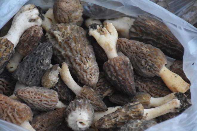 Genellikle nemli topraklarda bulunan ve nisan aynda gzle grlebilir hale gelen kuzu gbei mantarlar herhangi bir tohum atlarak deil, doal yollarla yetiiyor.