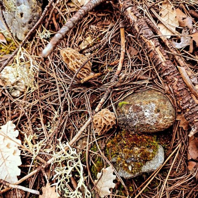 Trkiye'de belirli blgelerde doal olarak yetien, dnyada birka lke dnda retimi yaplamayan ve geen yllarda Trkiye'de ilk defa Mersin'de Alata Bahe Kltrleri Aratrma Enstits'nde kurulan bir serada retimi yaplan 'kuzugbei mantar' Sinop'un Boyabat ilesinde kmaya balad.