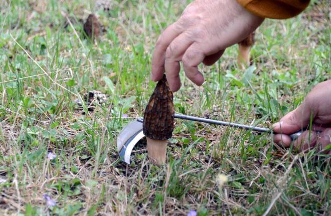 ifa kayna bitkiler arasnda gsterilen, barsak ve mide hastalklarnda tedavi edici zellikte olduu belirtilen kuzugbei mantar nisan ve mays aylarnda yamurun ardndan sedir, am, kknar, mee aalarnn dibinde yetiiyor.