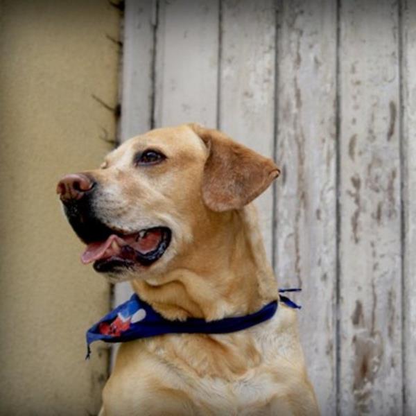 Hayvan dostlarmz Bir hayvan barnana gidin. Hayvanlar besleyin, onlar sevin.