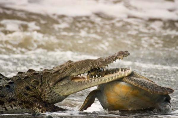 <P></P>  <P>Son Nefes...</P>  <P>                            Kosta Rika'nn Pasifik kylarndaki Corcovado Milli Park'nda ektii bu fotorafta Meksikal fotoraf Alejandro Prieto, son nefesini veren bir kaplumbaay grntlyor.</P>  <P></P>