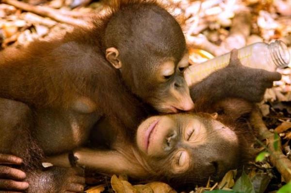 <P>Biz Birbirimize Yeteriz</P>  <P>                            Anneleri tarafndan terk edilen orangutanlar Rickina ve Ricky Bat Borneo yamur ormanlarndaki bir rehabilitasyon merkezinde oyun oynuyor.</P>