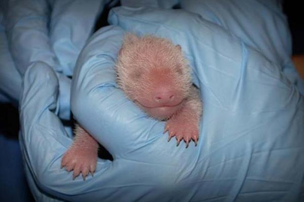 <P>Yavru Pandann Kalp Atlar Normal</P>  <P>                            Washington'daki Smithsonian Hayvanat Bahesi'nde Cuma gn dnyaya gelen pandann salnn iyi olduu akland.lk kez salk kontrolnden geen 136 gram arlndaki pandann kalp atlarnn dzenli, akcierlerinin ve sindirim sisteminin normal alt belirtildi. Dier pandann ise l doduu akland. Anne Mei iang'in 2005'te dnyaya getirdii bir yavrusu daha var. Yavru panda Sal gn tekrar muayene edilecek. Hayvann cinsiyetinin iki- haftadan nce belli olmayaca belirtiliyor</P>