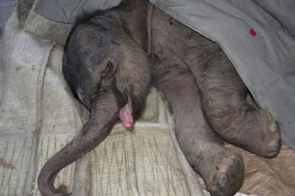 <P>stenemeyen Fil</P>  <P>                            Huffington Post&#8217;ta yer alan habere gre anne fil, lkenin Rongcheng kentinde Shendiaoshan Vahi Hayvan Koruma Alan&#8217;nda geen ay dourduu yavrusunun zerine bast. Veterinerler olayn bir kaza olduunu zannetti, ama anne kendisine bir kez daha verilen yavru file yeniden saldrd. Hayvanat bahesi alanlar Zhuang Zhuang adl yavru filin ok zgn olduunu ve 5 saat boyunca aladn syledi: &#8220;Yavru fil annesinden ayrlmaya cesaret edemedi ama onu ldrmeye alan annesiydi&#8221;</P>