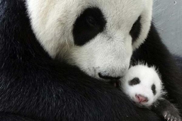 <P>Hasret Giderdiler</P>  <P>                            Tayvan'da dnyaya gelen panda, doumdan sonra bir ay ayr kald annesine kavutu. Taipei hayvanat bahesindeki bulumada, annesi, bebek panda Yuan Zai ile hasret giderircesine ilgilendi. Tayvan</P>