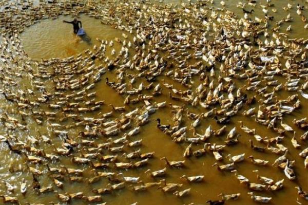 <P>Bursa Bykehir Belediyesi, Bursa Kent Konseyi ve BUFSAD ibirliiyle dzenlenen &#8216;3. Uluslararas Bursa Fotoraf Festivali&#8217; (FotoFest), kapsamnda gerekletirilen yarmalarda dereceye giren eserler belirlendi. Hayatn Renkleri temal kategoride Vietnaml Tran Van Tuy, Kentin Renkleri kategorisinde ise stanbul&#8217;dan Sakine Yldran birincilii kazand. Fotoraf: Tran Van Tuy &#8211; Vietnam</P>