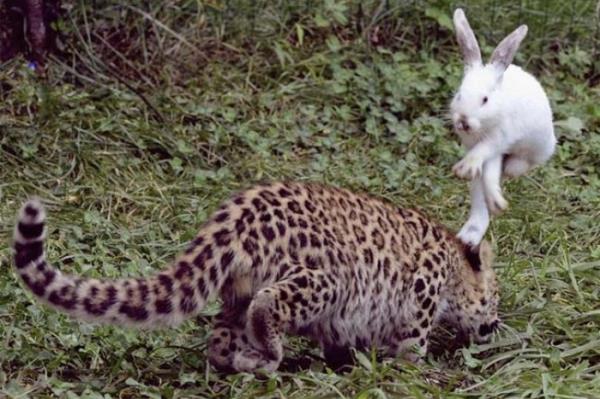 <P>Ka An!</P>  <P>Qingdao&#8217;da bulunan hayvanat bahesinde bir tavan, 5 aylk leopar yavrusundan kaarken objektife taklyor. in</P>